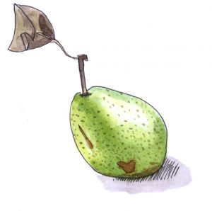 pear sketch